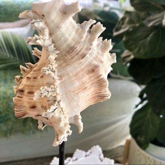 New! Romosa Murex Seashell Black Stand - Picture 4 of 8